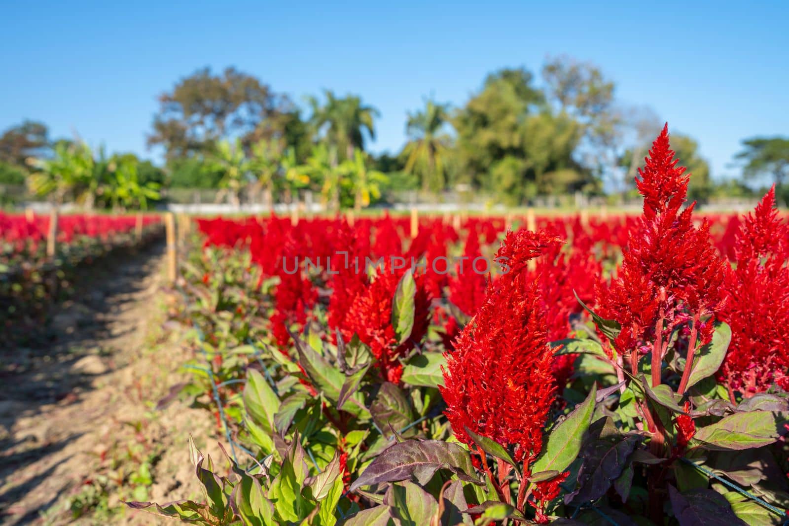 Selective focus of red Cockcomb flowers in a garden with morning light.
