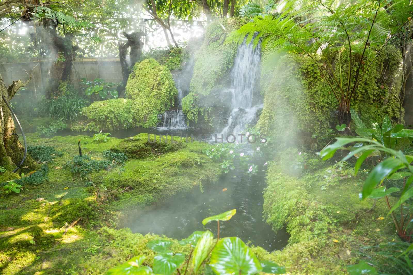 Beautiful spring moss and fern in the garden under big trees, Chiang Mai, Thailand