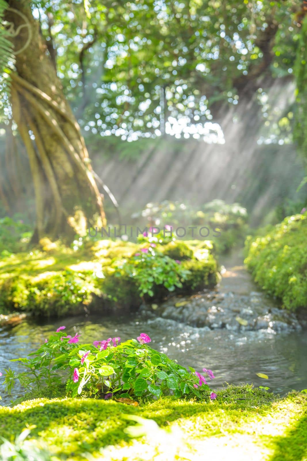 The Selective focus at beautiful flower in spring moss and fern at the garden, Chiang Mai, Thailand by Gamjai