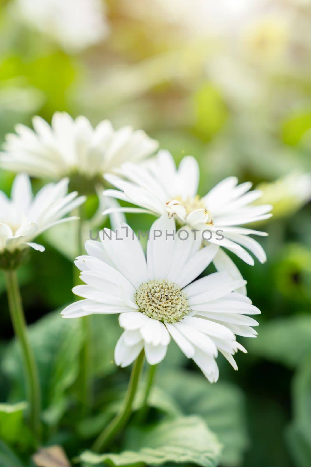 The Bright white gerbera flowers blooming with sunlight in the autumn flower bed by Gamjai