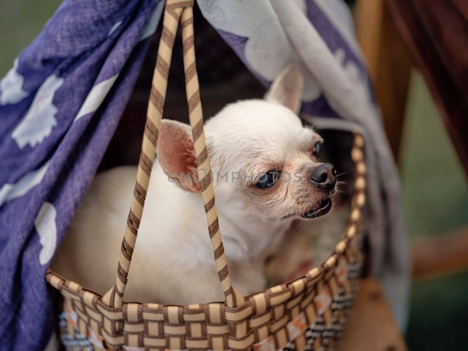 Cute chihuahua in a basket . Pet background