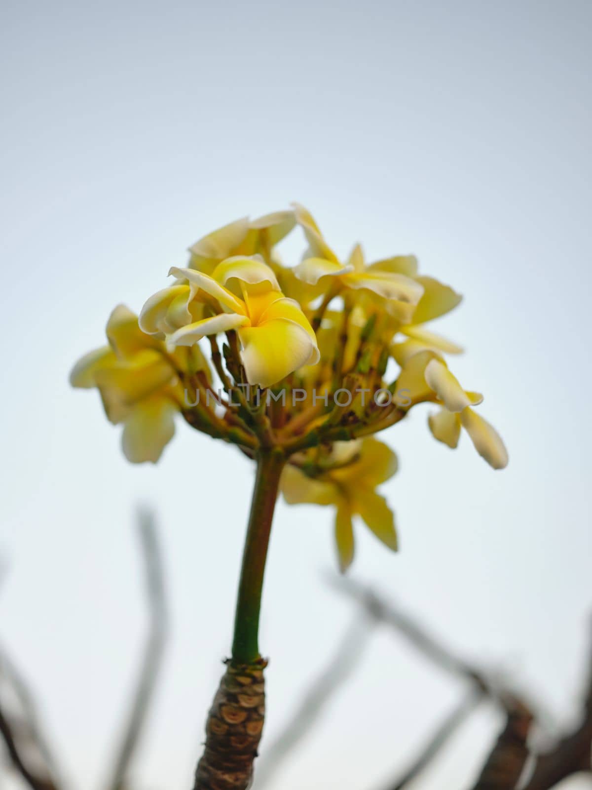 Frangipani flowers or Plumeria flowers in the morning sun