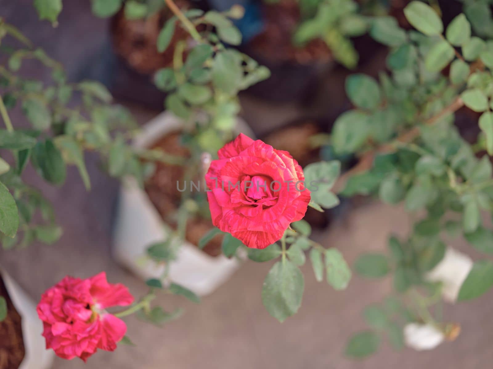 Pastel colored roses. Soft focus small depth of field photo . Concept valentine 's day