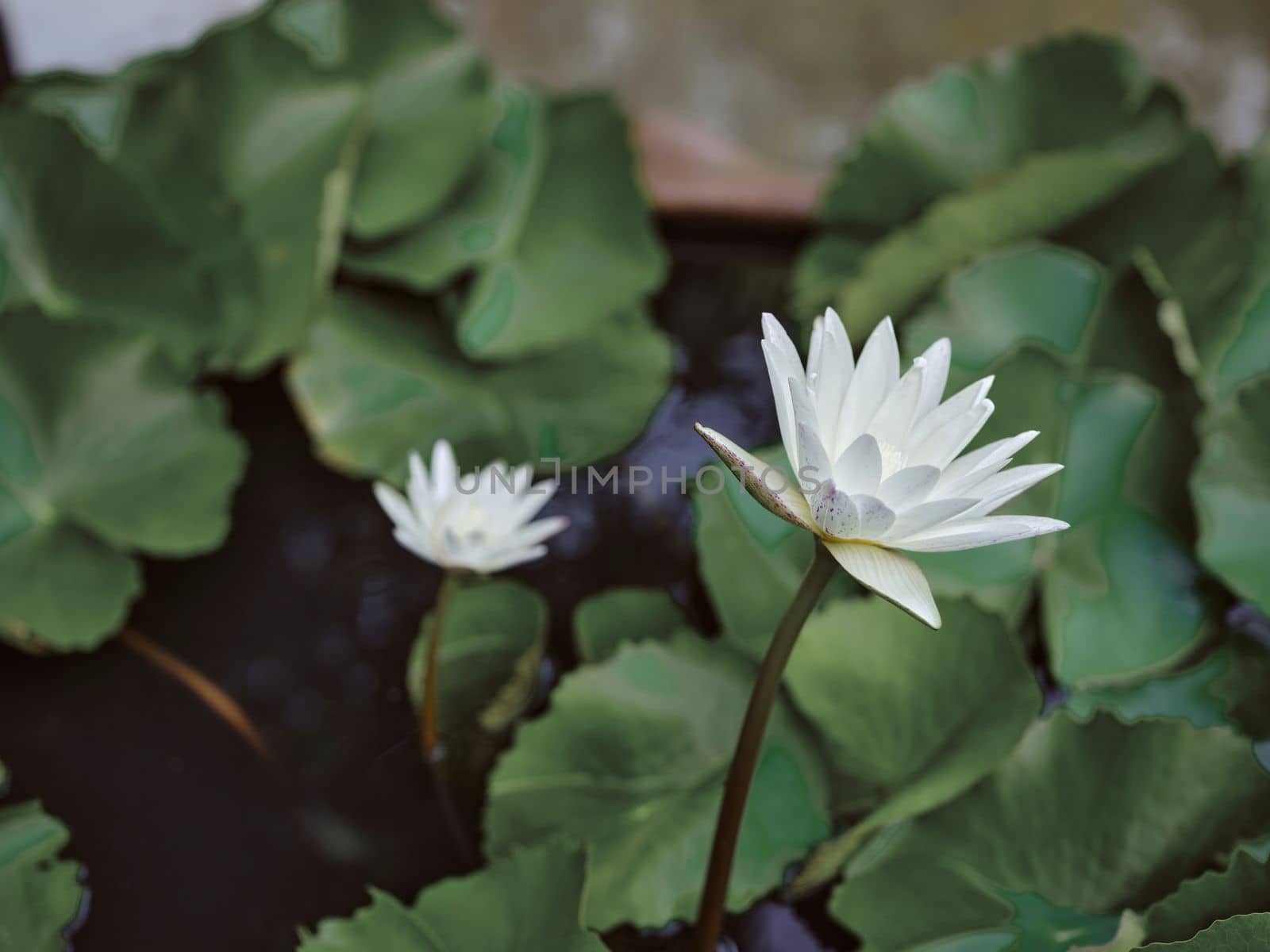 Lotus blooming white flowers in the pond