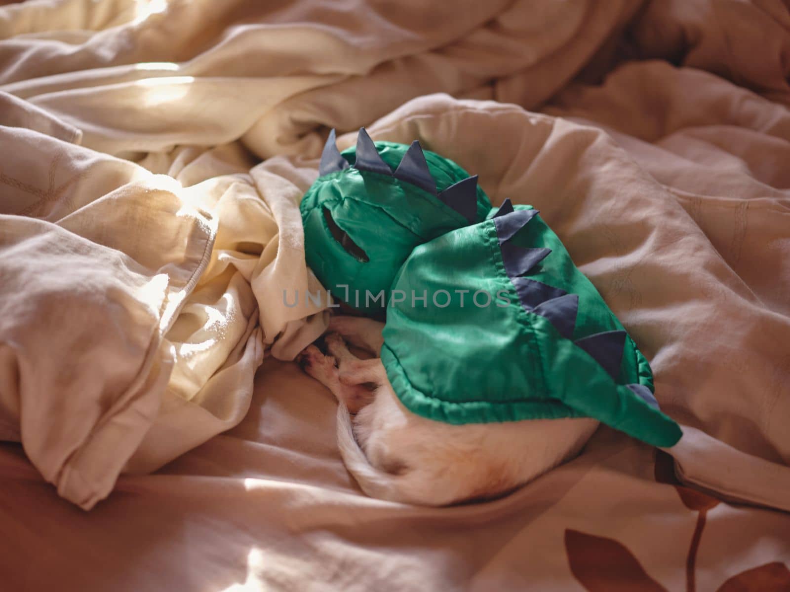 A small white dog sleeps curled up on a blanket. 