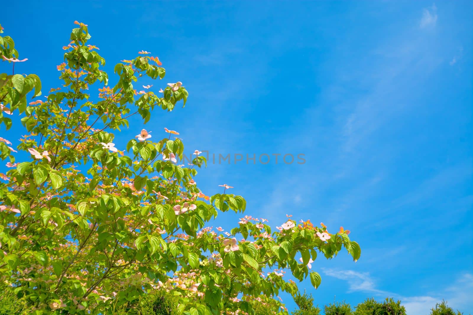 Blossoming tree branches on blue sky background.