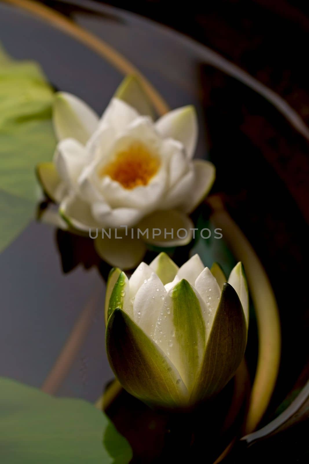 Close up of a floral pattern as a background Charming blooming of white lotus flower or water lily on dark background