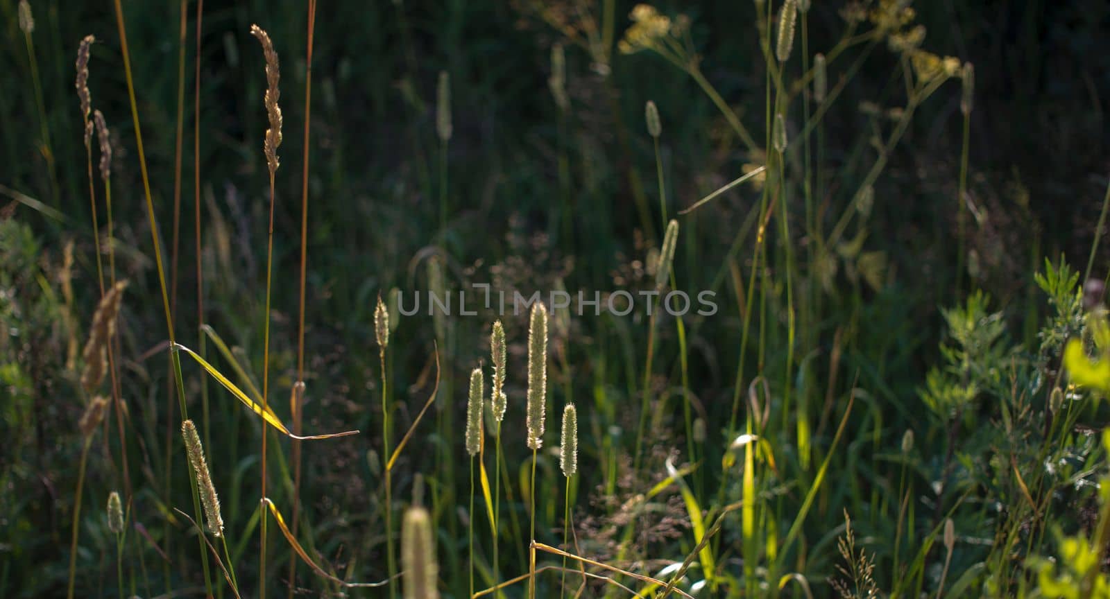 Flowers of plantain in early morning sun. Seeds In Bokeh. High quality photo