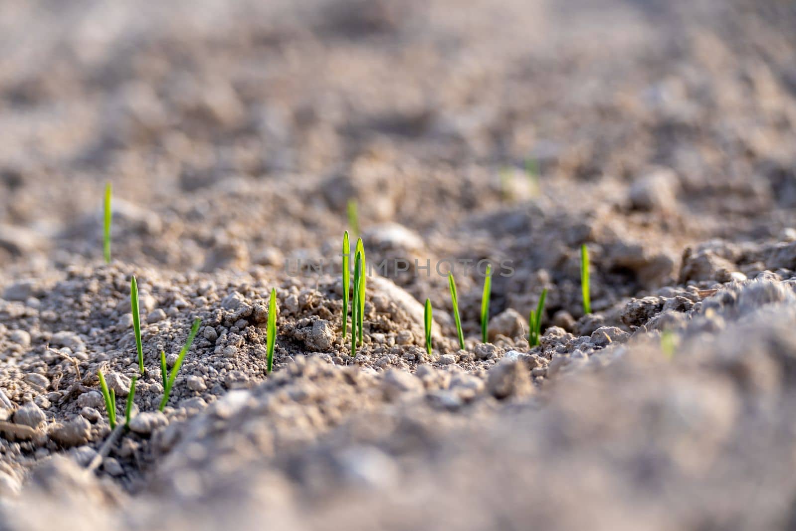 Young plants of winter wheat. Young wheat crop in a field. Field of young wheat, barley, rye. Young green wheat growing in soil