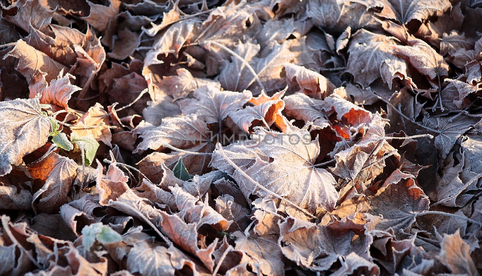autumn picture of fallen leaves on a path across the wood, vintage colored
