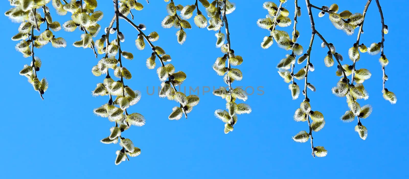 Goat willow, willow, blooms in spring on a clear day by Hil