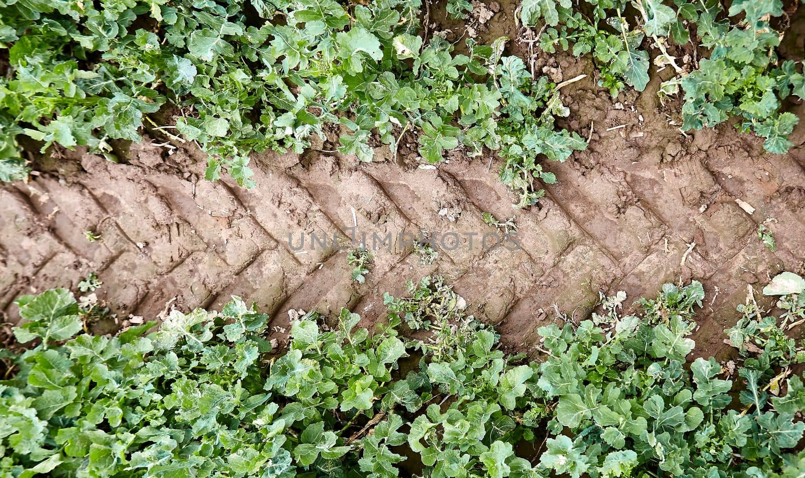 Trail from a tractor on rapeseed plantings. Tire track on a green field.