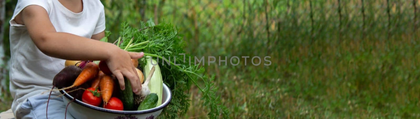 the boy is holding a bowl of freshly picked vegetables from the farm. Organic products. Selective focus