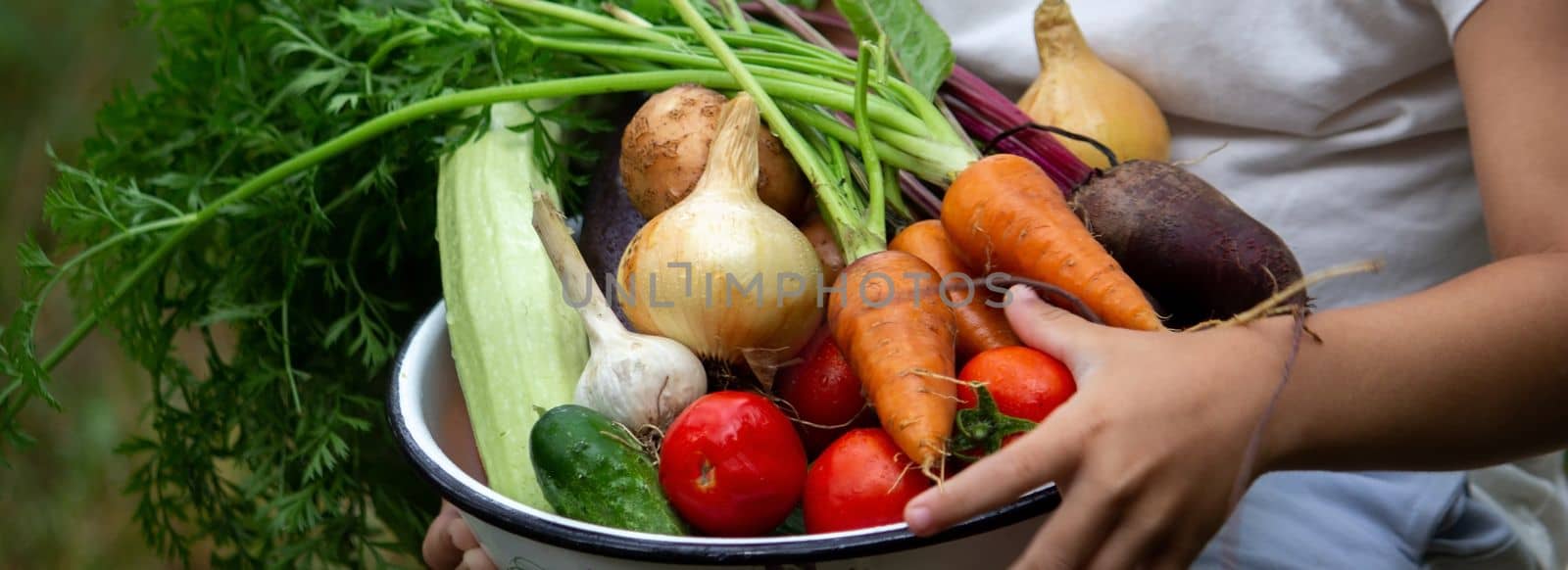 the boy is holding a bowl of freshly picked vegetables from the farm. Organic products. Selective focus