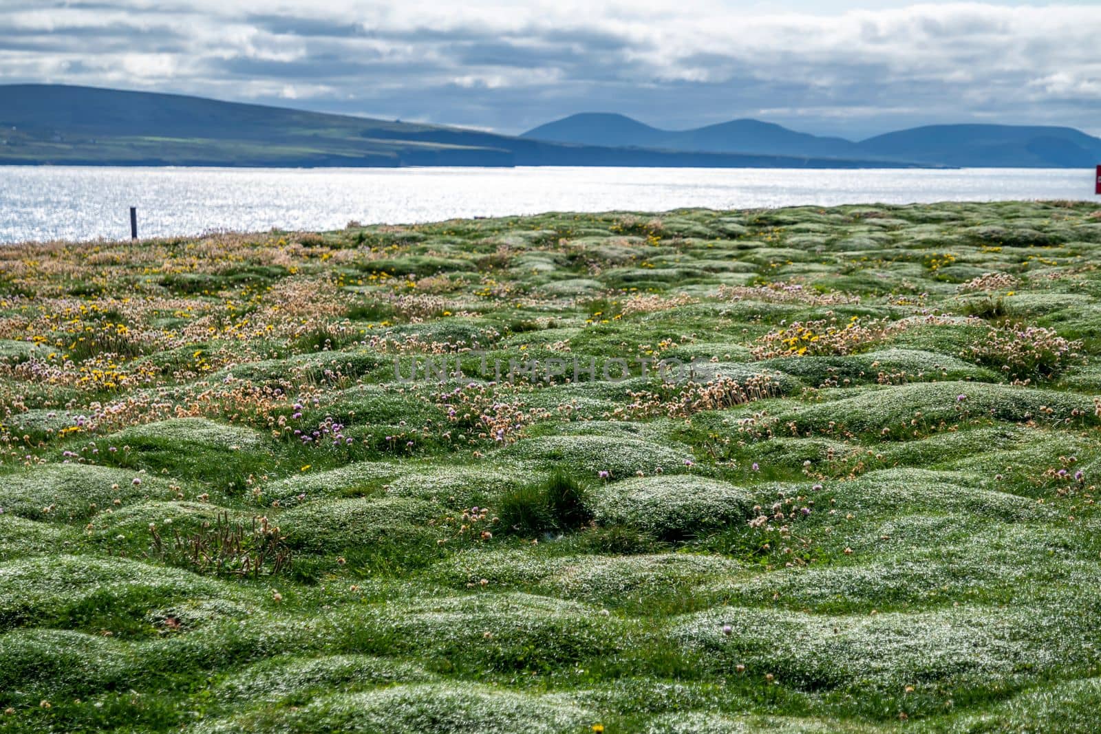 Beautiful bumpy grass at Downpatrick Head In County Mayo - Ireland.