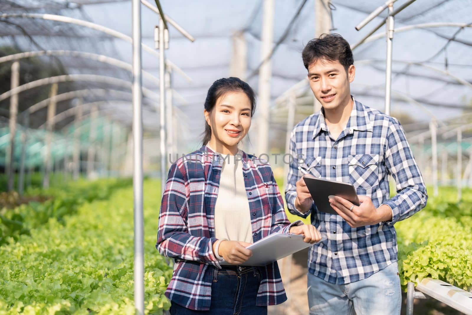 Young women and young farmers happily working in hydroponic vegetable farms.