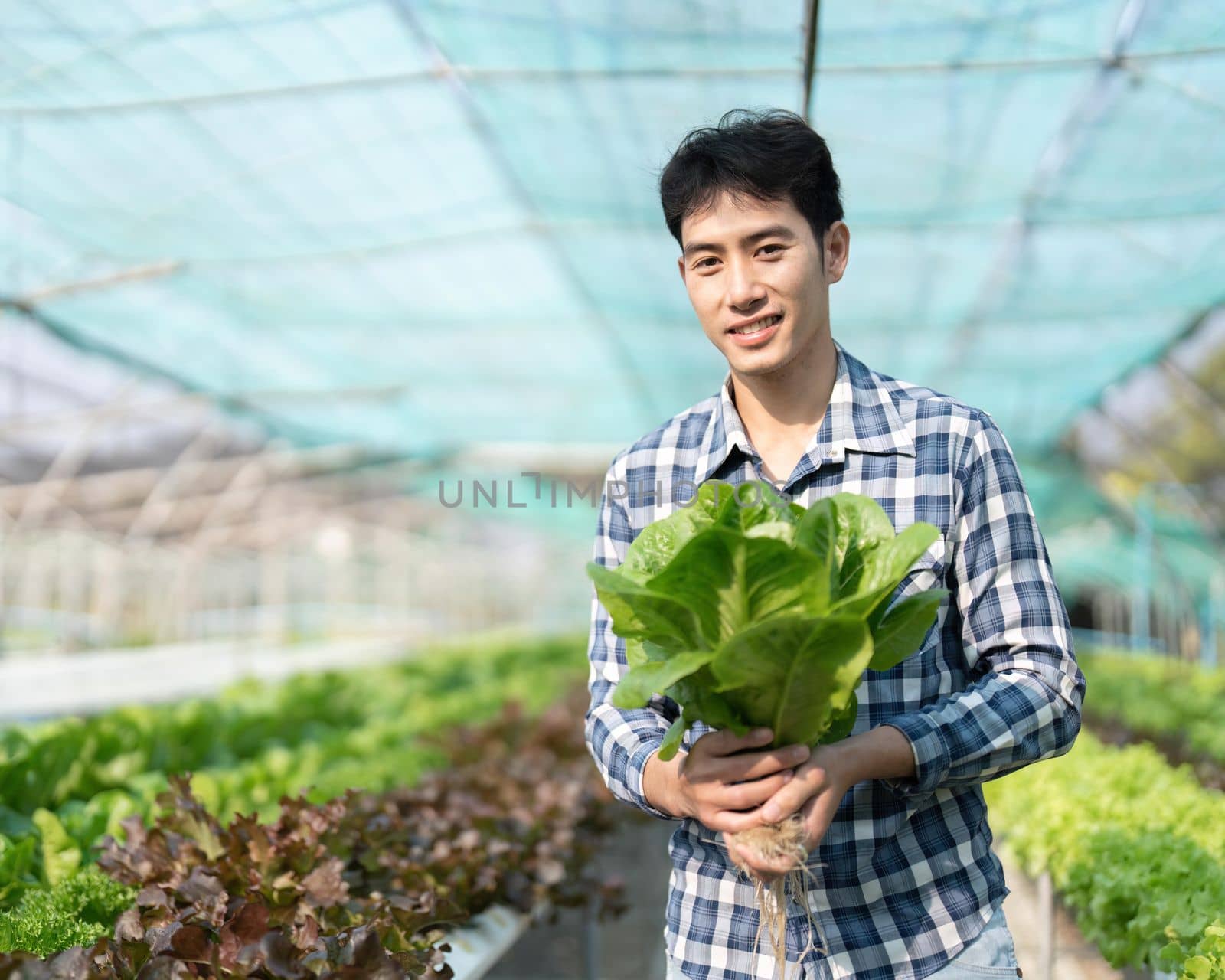 Smiling male gardener holds box of fresh green red lettuce vegetables in greenhouse garden. Young asian farmer harvest natural organic salad vegetables on hydroponic farm cultivation.