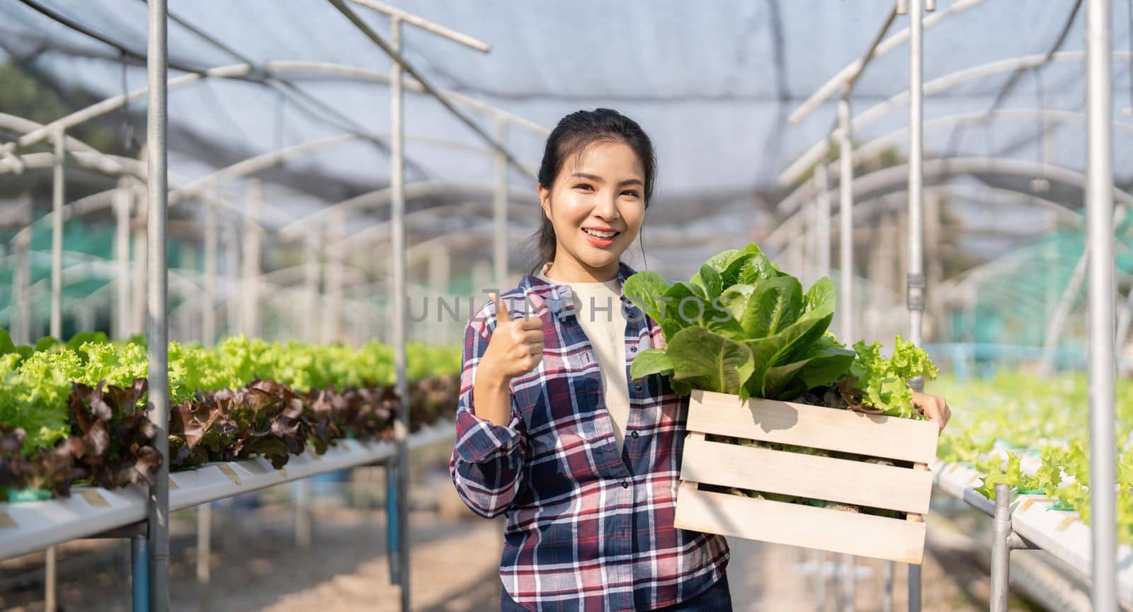 Asian farmer young woman hold basket of vegetable in farm. Attractive agriculturist stand and holding carry box of vegetables hydroponic with smiling and look at camera at green house farm by nateemee