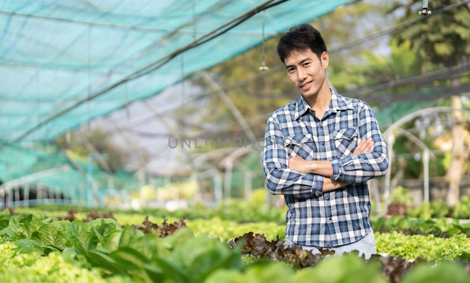 Hydroponic vegetable concept, Young Asian man standing with arms crossed in hydroponic salad farm.