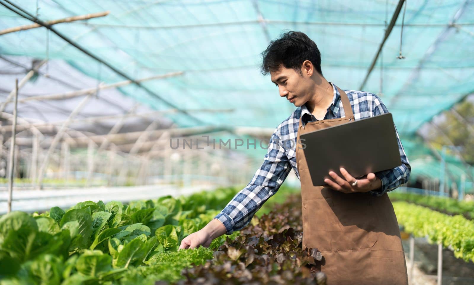 Young Asian farmer farmer record data in his farm, trying to collect and inspect the vegetables in laptop.