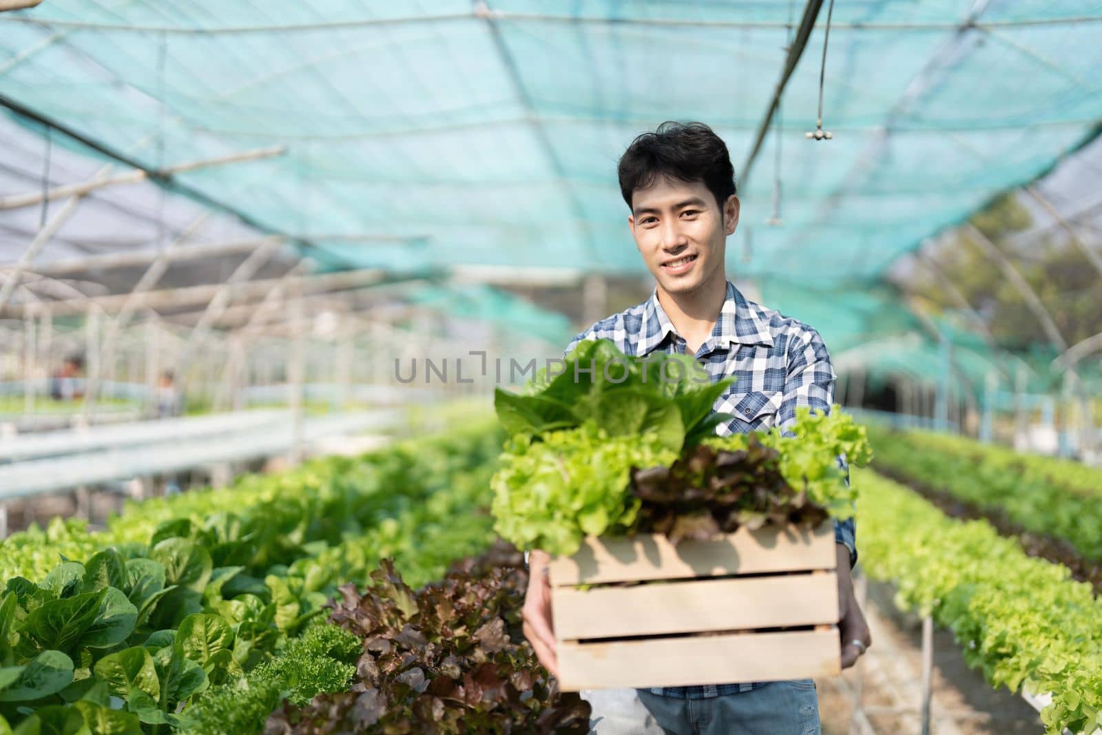 Smiling male gardener holds box of fresh green red lettuce vegetables in greenhouse garden. Young asian farmer harvest natural organic salad vegetables on hydroponic farm cultivation by nateemee