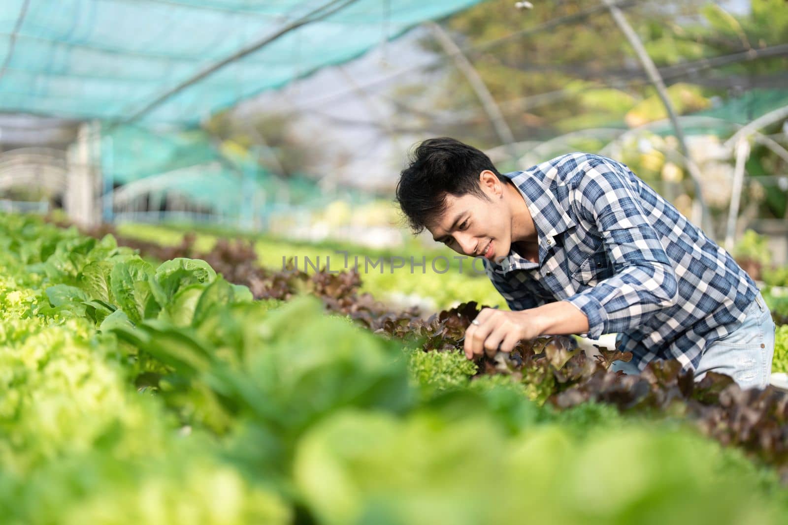 Happy male gardener smiling inspects quality of green oak vegetable in greenhouse garden. Young asian farmer cultivate healthy nutrition organic salad vegetables in hydroponic farming.