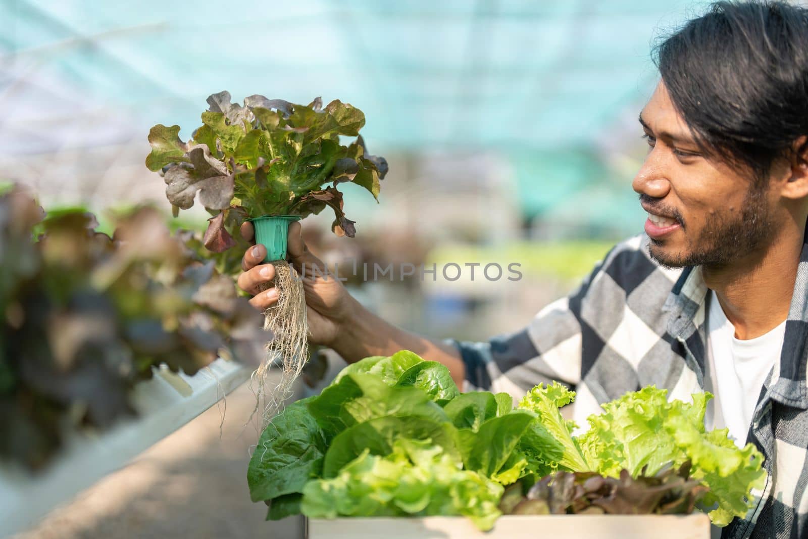 Young Asian farmer for checking fresh green oak lettuce salad, organic hydroponic vegetable in nursery farm. Business and organic hydroponic vegetable concept by nateemee