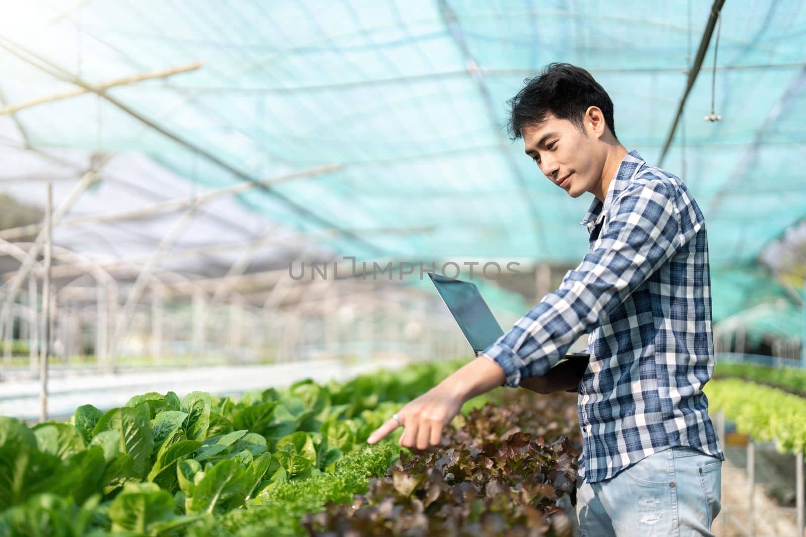 Young Asian farmer farmer record data in his farm, trying to collect and inspect the vegetables in laptop by nateemee