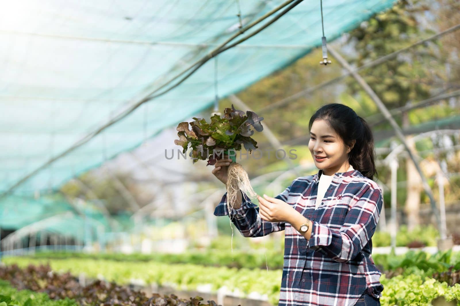 Young asian woman farmer for checking fresh green oak lettuce salad, organic hydroponic vegetable in nursery farm. Business and organic hydroponic vegetable concept by nateemee