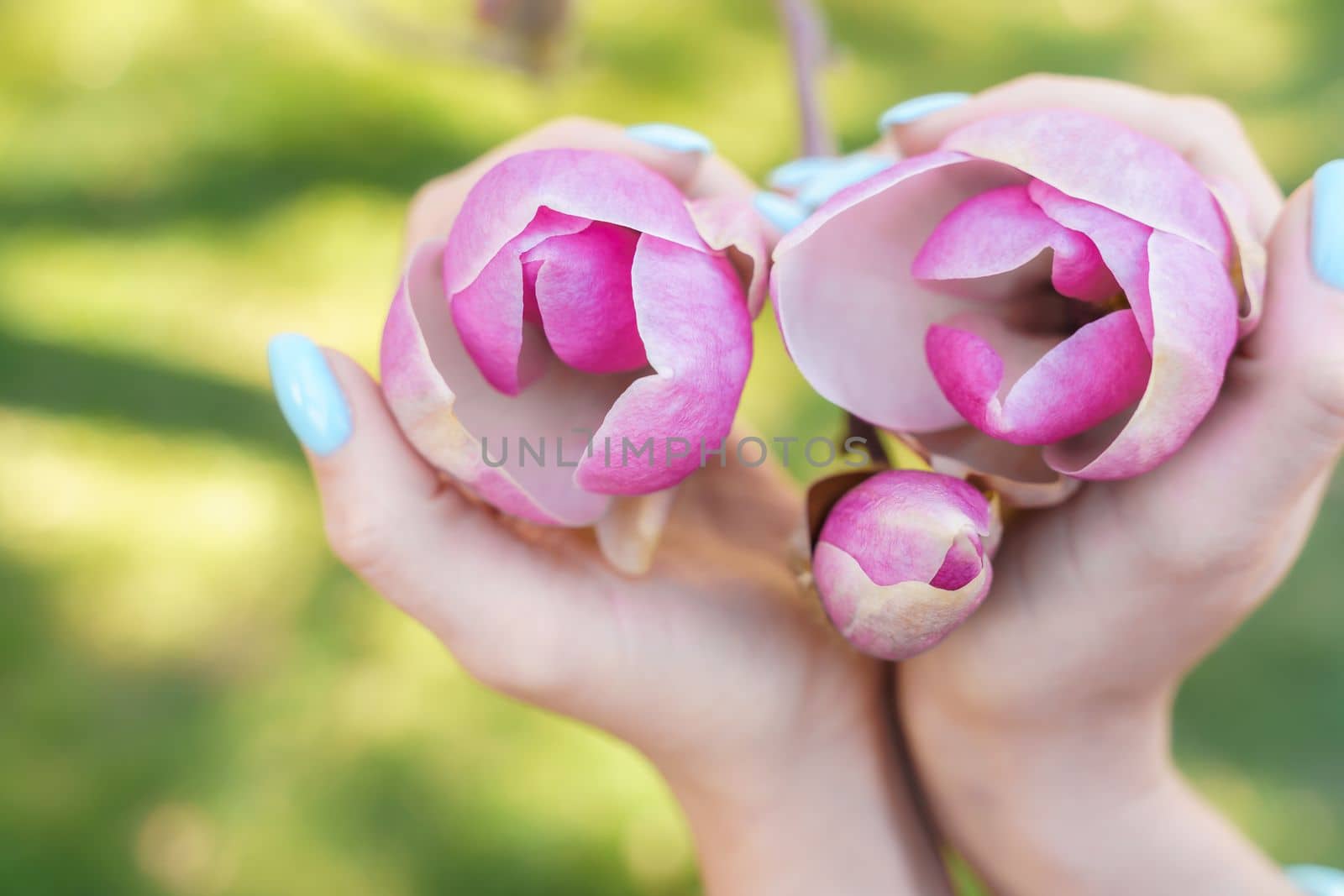 Magnolia woman hands. Girl holding blooming magnolia flowers in the park in spring.