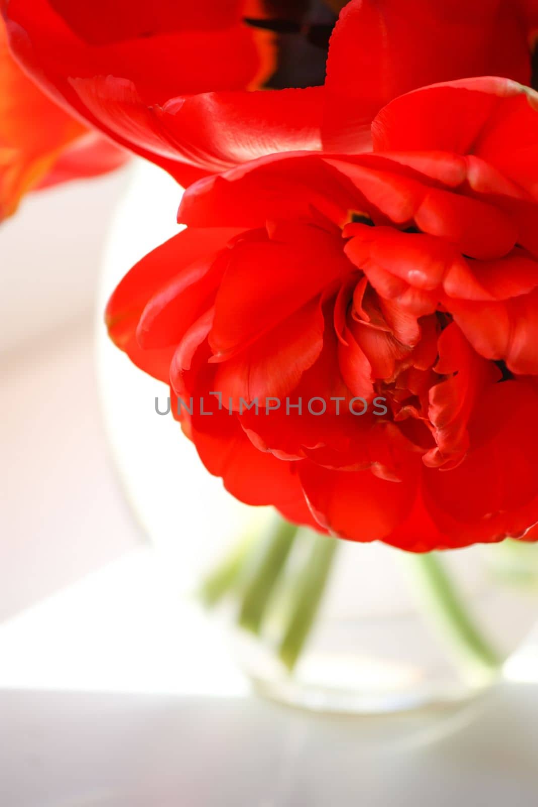 Beautiful spring bouquet of tulip flowers close up.