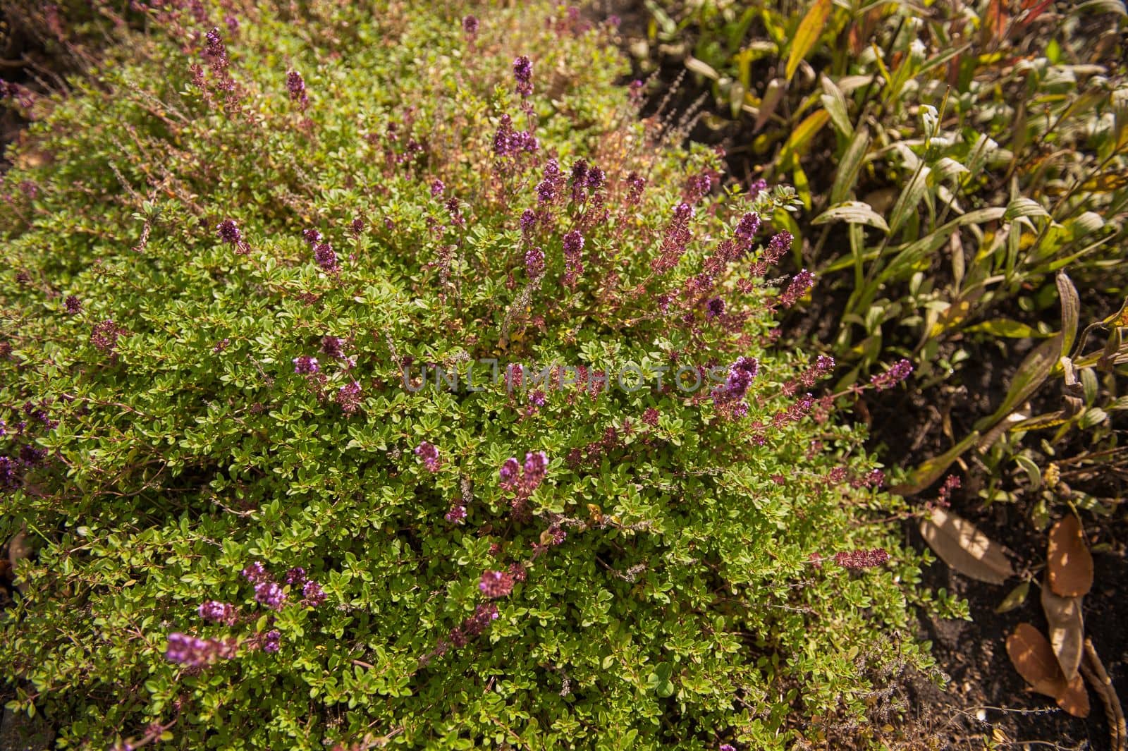 Thymus vulgaris known as Common Thyme blossoming in the garden of herbs