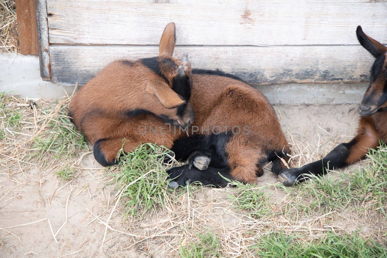 a small cute goat stands near the pet pen, the concept of breeding goats for milk and cheese, ecological animal husbandry, High quality photo