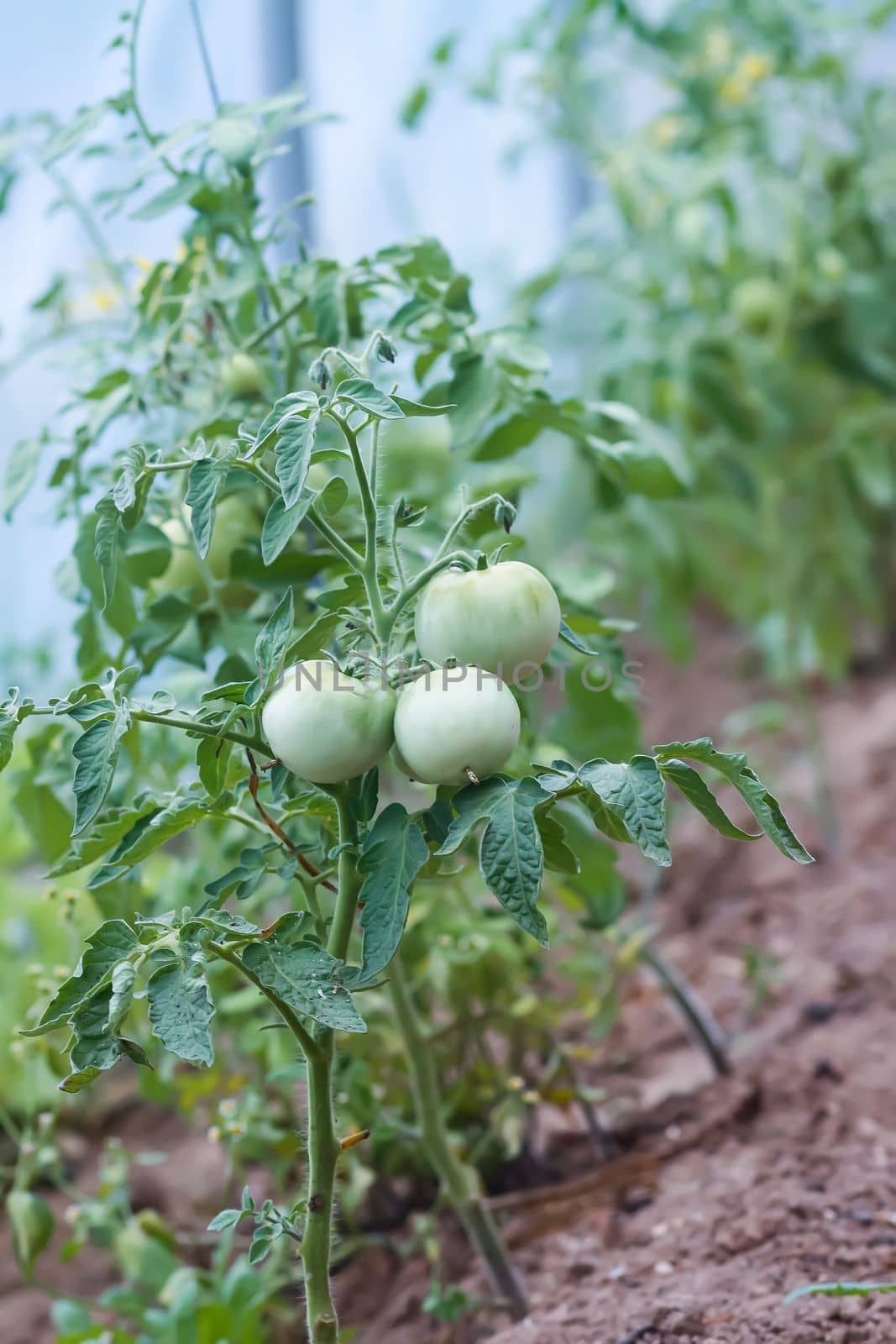 Tomatoes ripening in greenhouse. Organic farm vegetables.