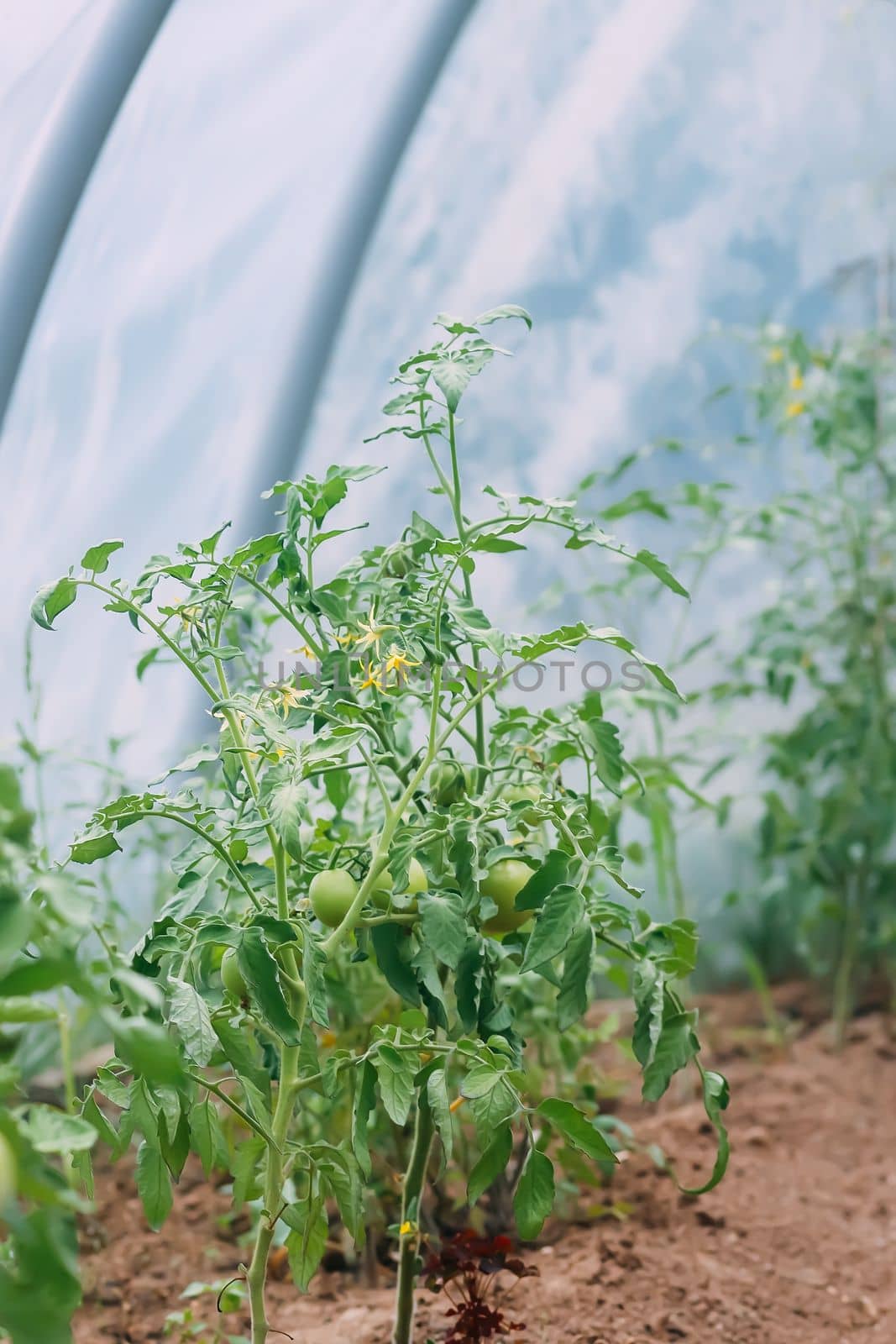 Tomatoes ripening in greenhouse. Organic farm vegetables.