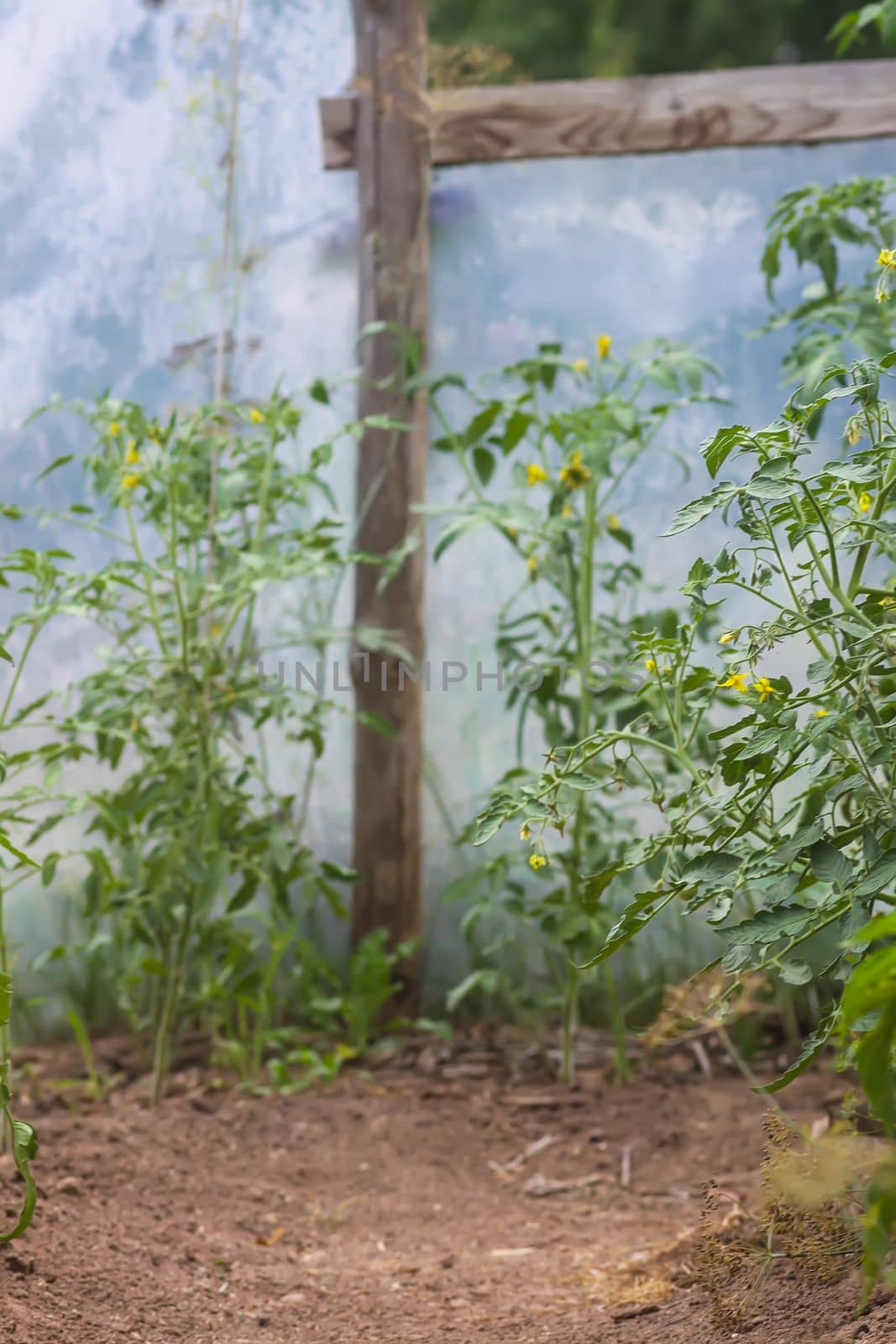 Tomatoes ripening in greenhouse. Organic farm vegetables.