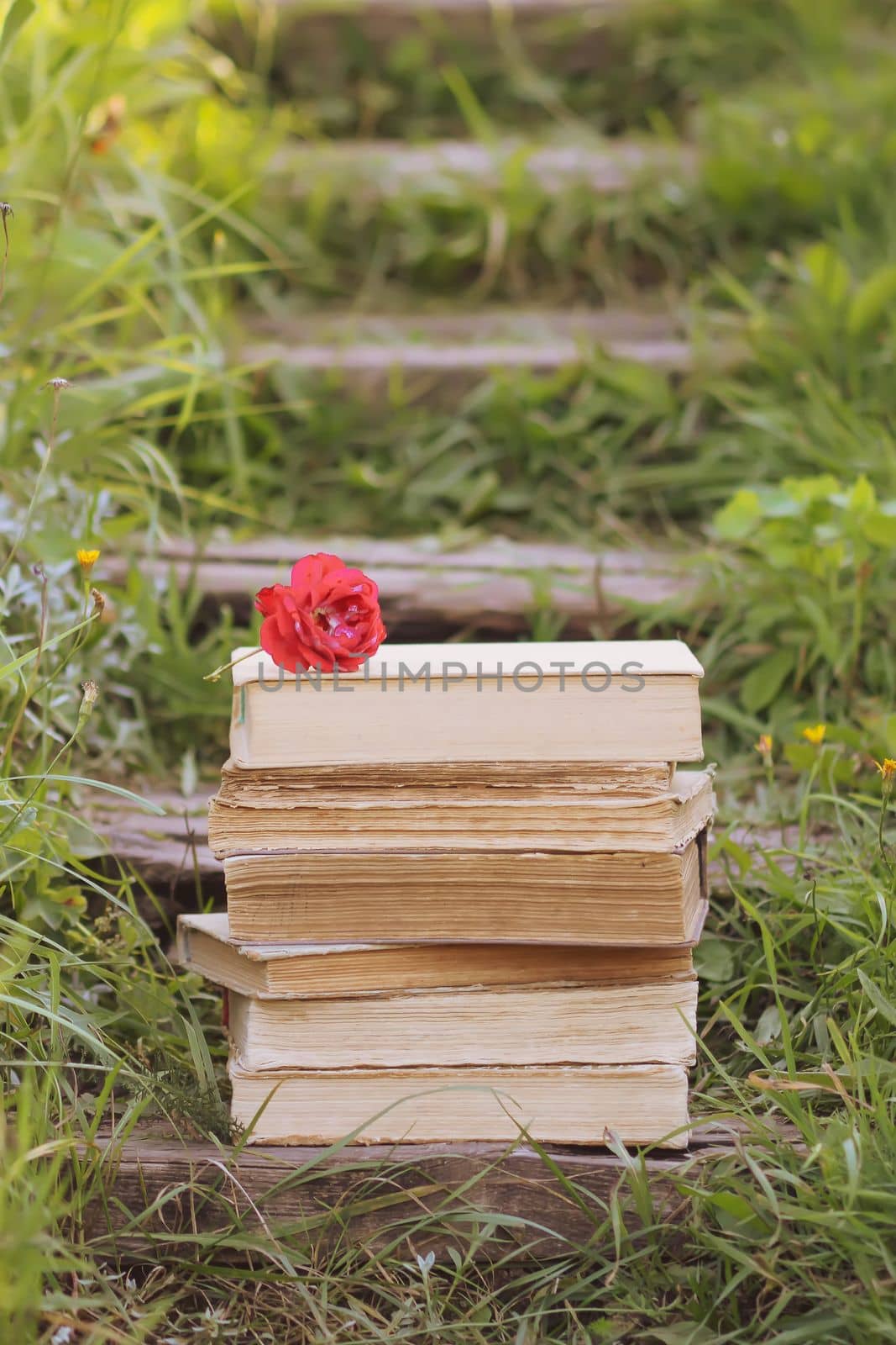 Vintage card with stack of old books and red rose flower outdoors