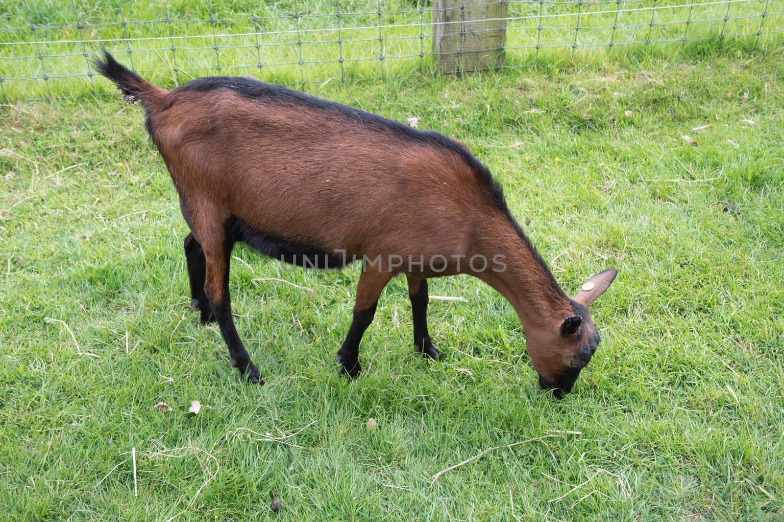 A braun goat chews grass on a green field, the concept of breeding goats for milk and cheese, ecological animal husbandry, High quality photo