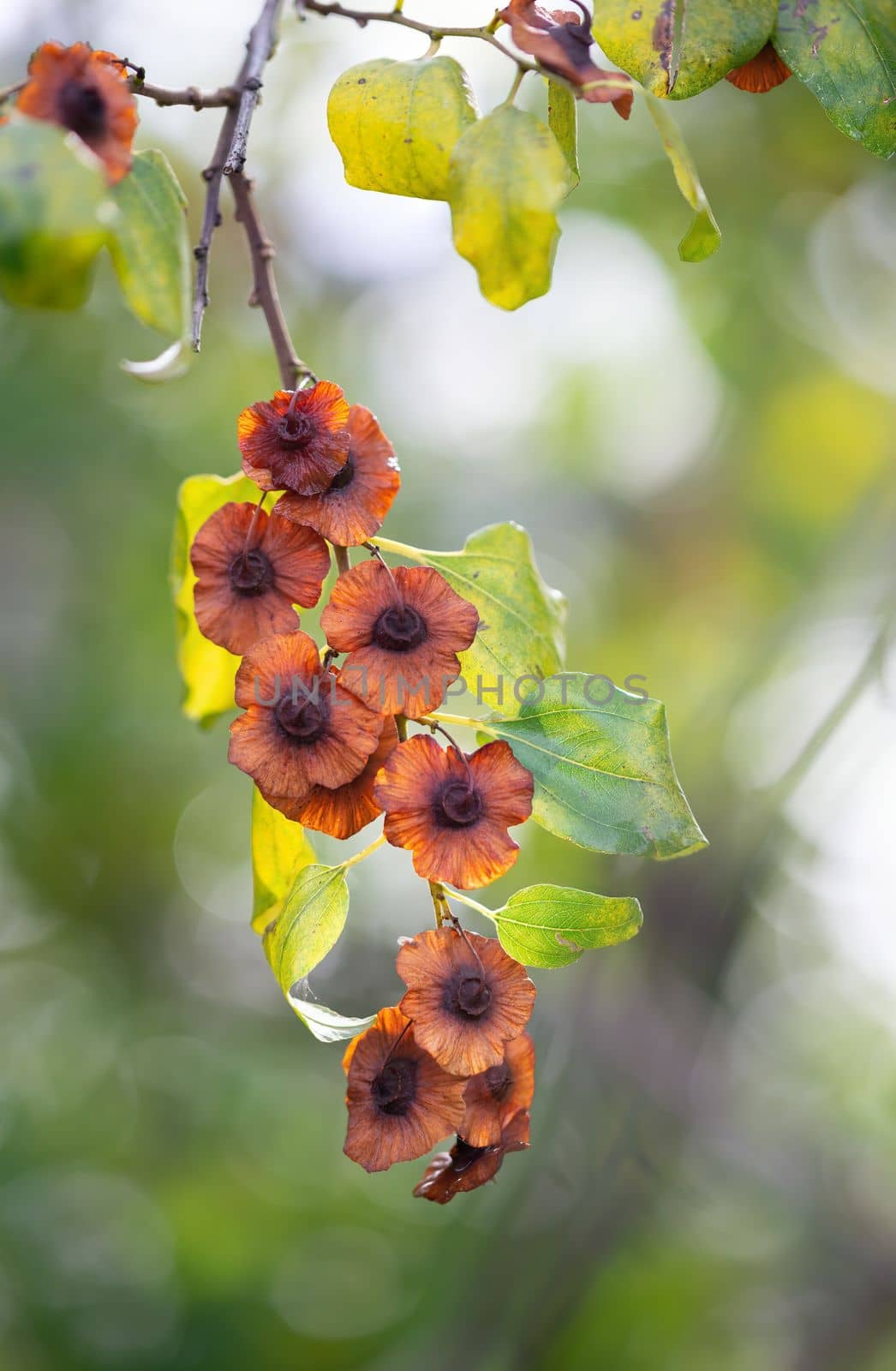 Paliurus spina-christi fruits, commonly known as Jerusalem thorn, garland thorn, Christ's thorn, or crown of thorns, in the Marche region of Italy near Pesaro and Urbino in Montefeltro