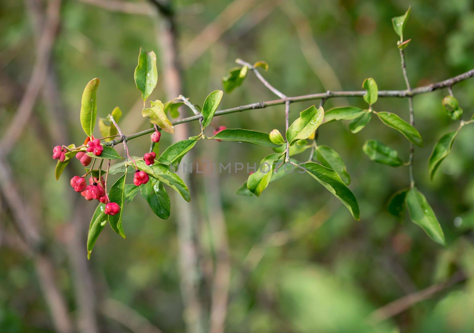 Euonymus europaeus, red fruits on a twig by MaxalTamor