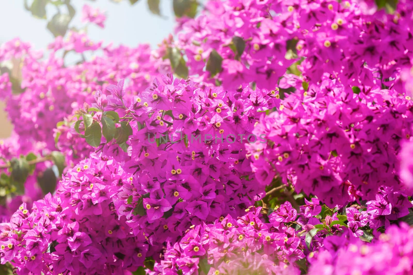 beautiful flowers in the city park on a sunny day , summer evening