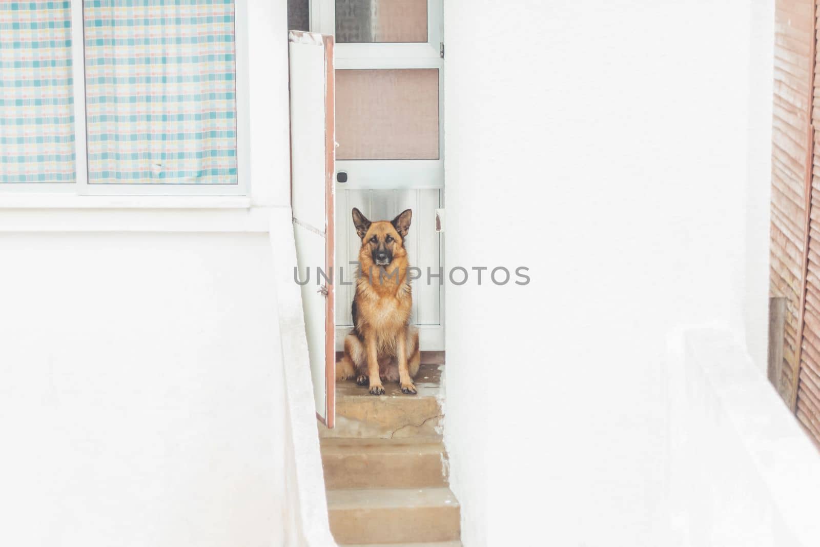 dog guards the entrance to the house , summer evening