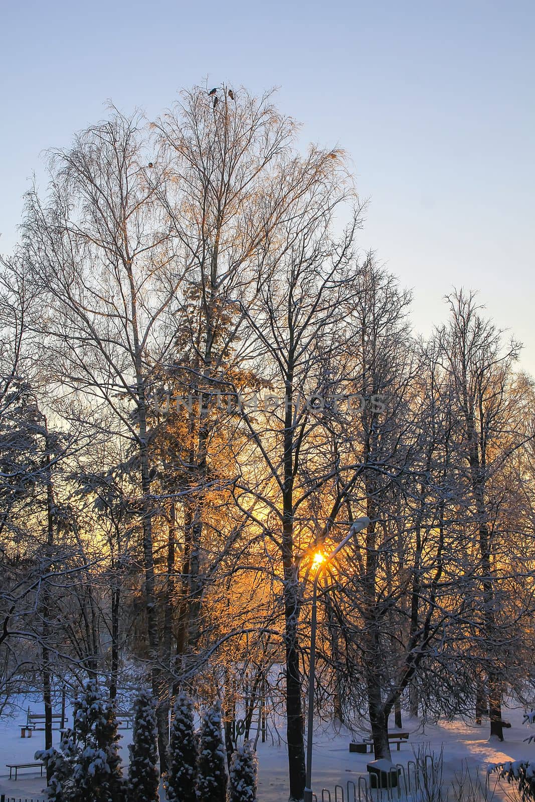 Winter day in Latvia, Europe. Scenic nature view. Sunset in a park.