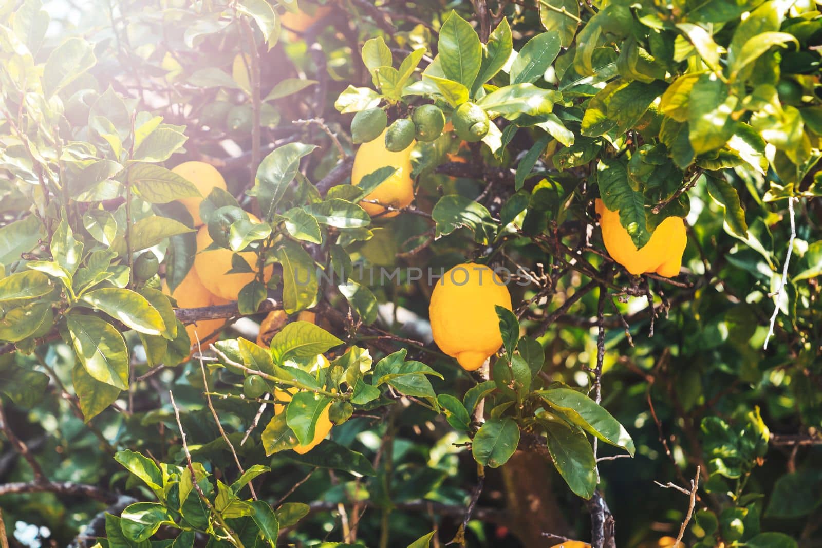 lemons in the garden are green and yellow in the sun , summer evening