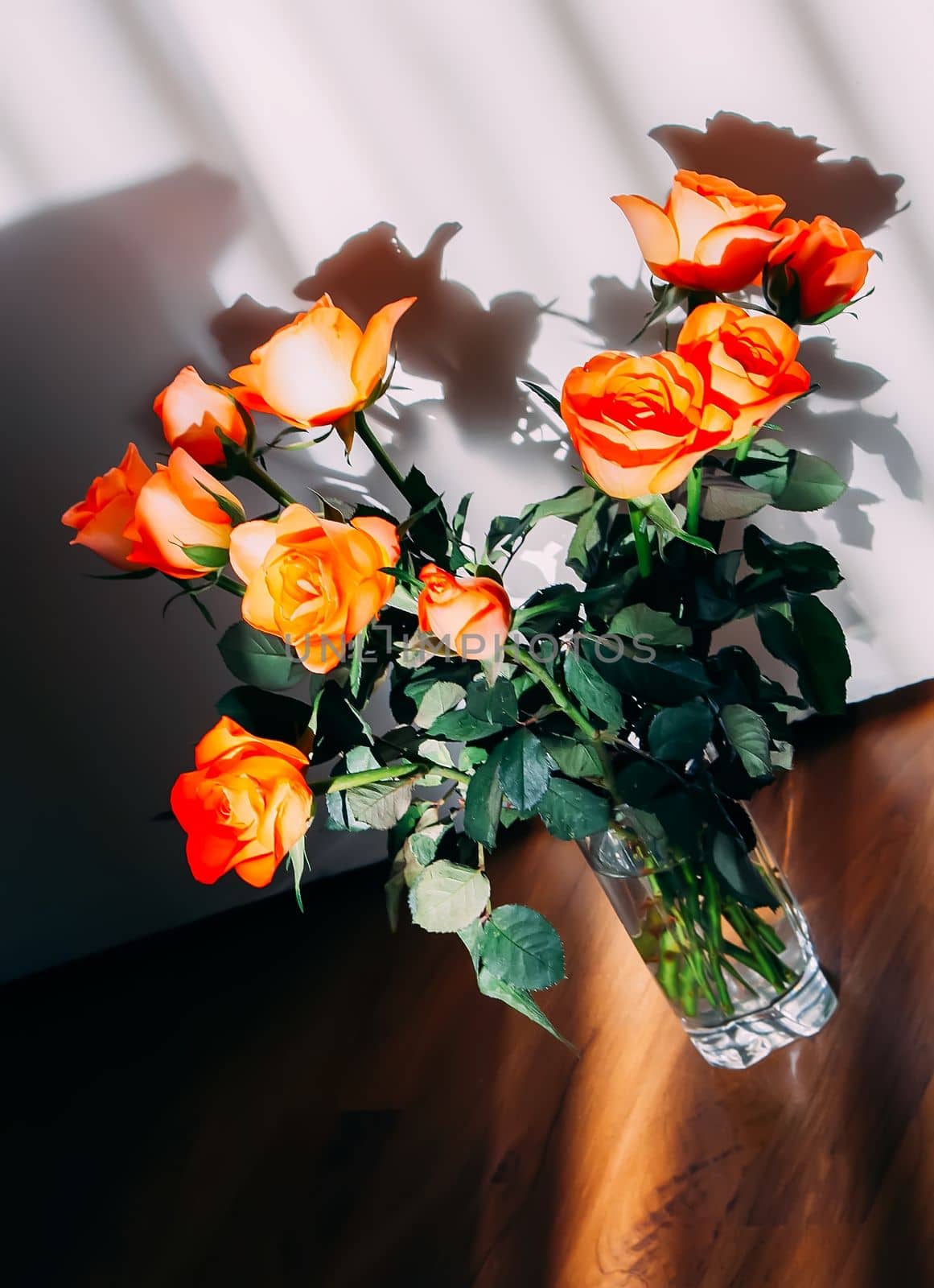 Beautiful rose flowers close up. Floral decor.