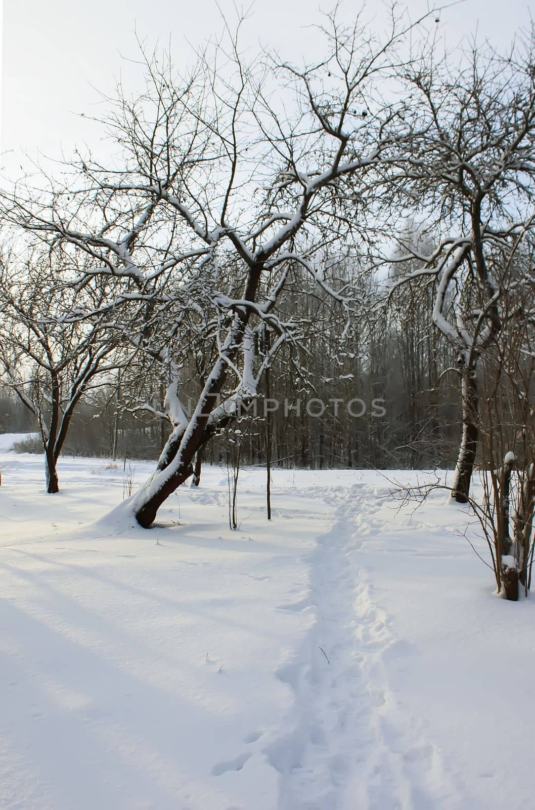 Seasonal nature background. Winter nature details