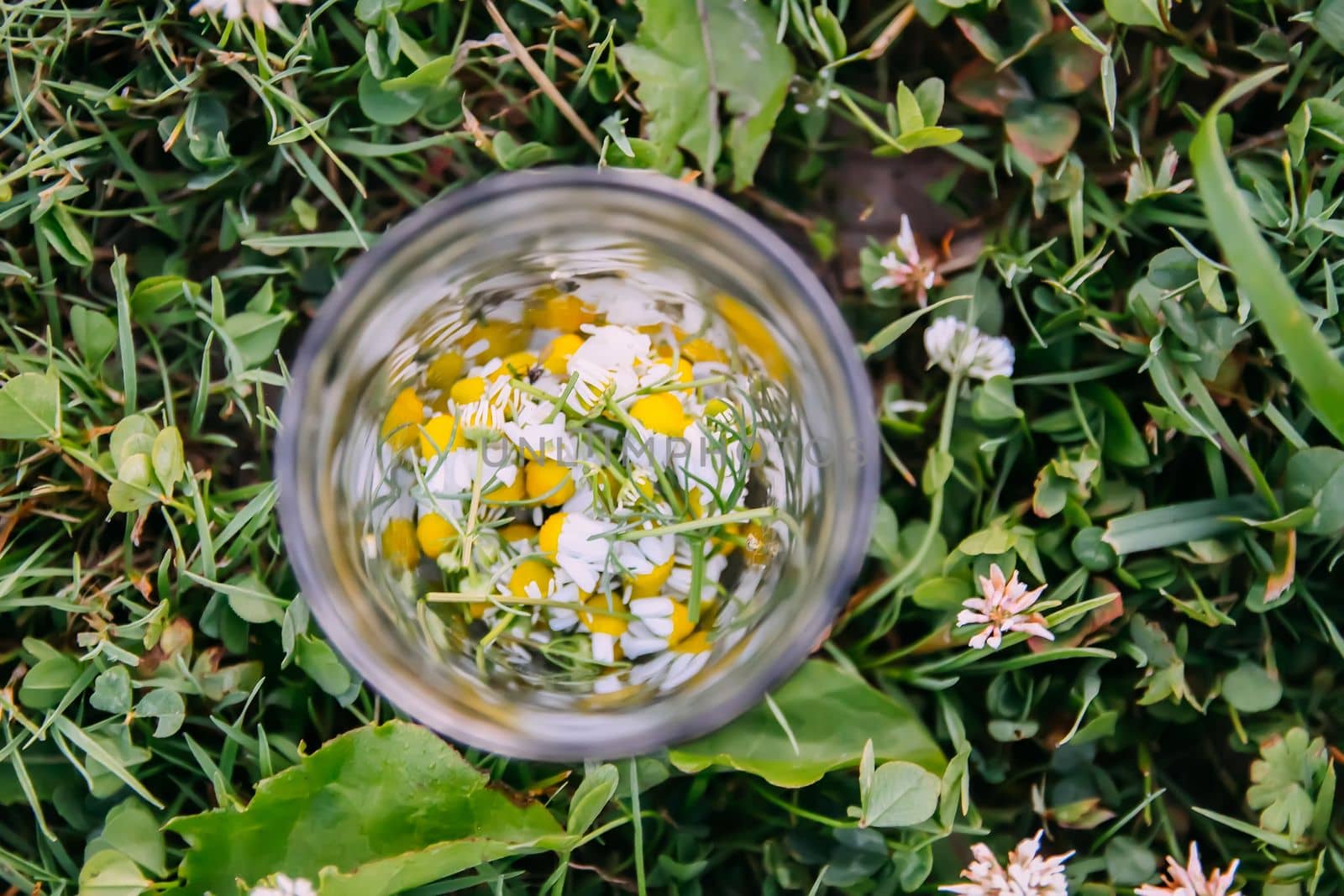 Chamomile plant. Medical herb on summer field by nightlyviolet