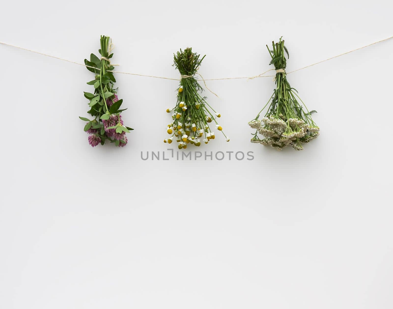 Freshly picked medical herbs hanging on white background