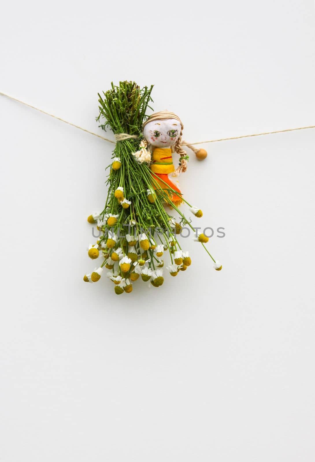 Freshly picked medical herbs hanging on white background by nightlyviolet