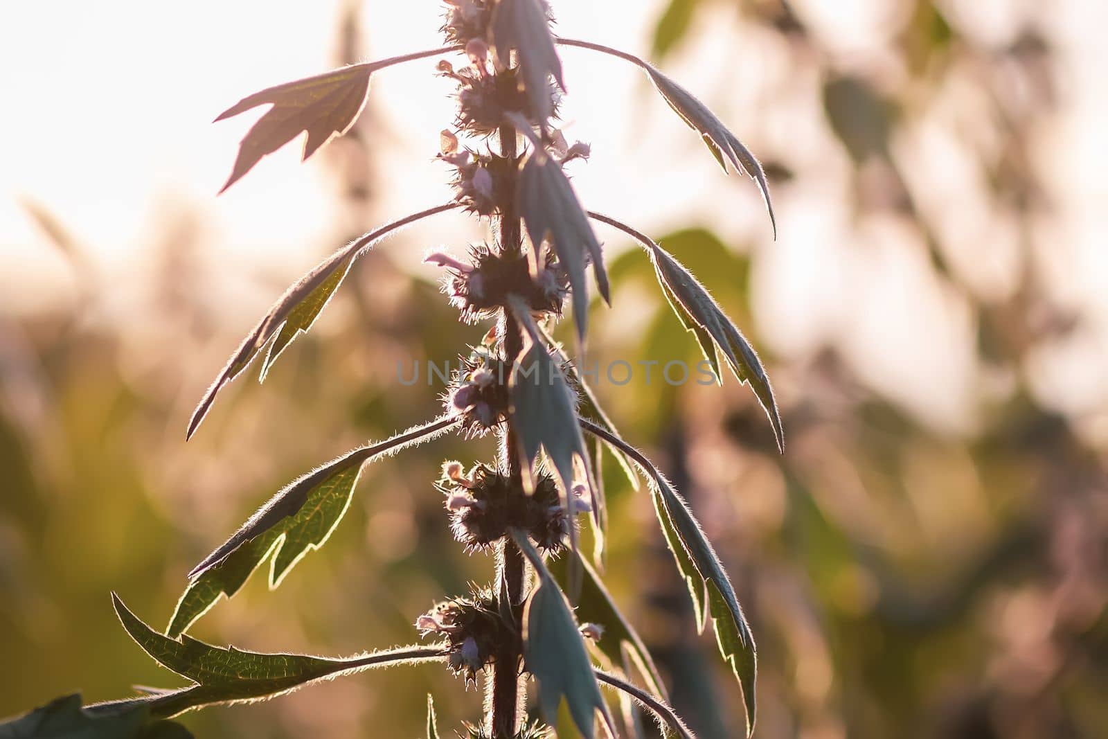 Motherwort medical plants in sunset light.